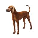 Redbone Coonhound dog
