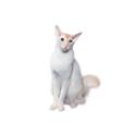 Balinese-Javanese cat