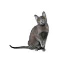 Korat cat