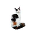 LaPerm cat