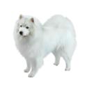 American Eskimo dog