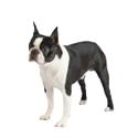 Boston Terrier dog
