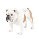 Bulldog dog