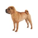 Chinese Shar-Pei dog