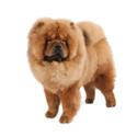 Chow Chow dog