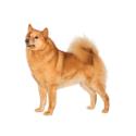 Finnish Spitz dog