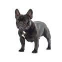 French Bulldog dog