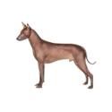 Xoloitzcuintli dog