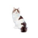 Munchkin cat
