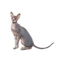 Peterbald cat