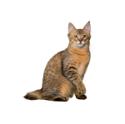 Pixiebob cat