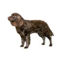 American Water Spaniel dog