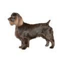 Boykin Spaniel dog