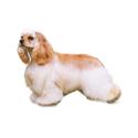 Cocker Spaniel dog
