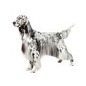 English Setter dog