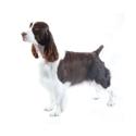 English Springer Spaniel dog