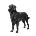 Flat-Coated Retriever dog