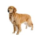 Golden Retriever dog