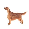 Irish Setter dog
