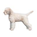 Lagotto Romagnolo