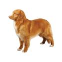 Nova Scotia Duck Tolling Retriever
