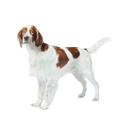 Irish Red and White Setter
