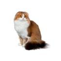 Scottish Fold cat