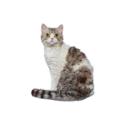Selkirk Rex cat