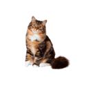 Siberian cat