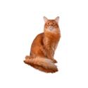 Somali cat