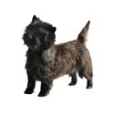 Cairn Terrier dog