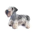 Cesky Terrier dog
