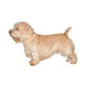 Glen of Imaal Terrier dog
