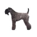 Kerry Blue Terrier dog