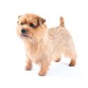 Norfolk Terrier dog