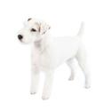 Parson Russell Terrier dog