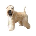 Soft Coated Wheaten Terrier dog