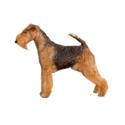 Welsh Terrier dog