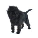 Affenpinscher dog