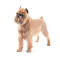 Brussels Griffon dog