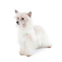 Chinese Crested dog