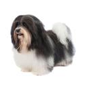 Havanese dog