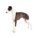 Italian Greyhound dog