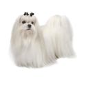 Maltese dog