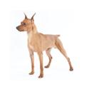 Miniature Pinscher dog
