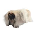 Pekingese dog
