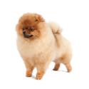 Pomeranian dog