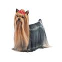 Yorkshire Terrier dog