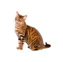 Toyger cat