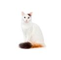 Turkish Van cat